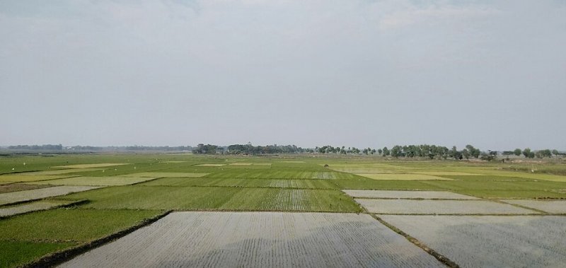 হাওর বন্যার পর জাতীয় খাদ্য নিরাপত্তায় নওগাঁর ধান উৎপাদন গুরুত্বপূর্ণ