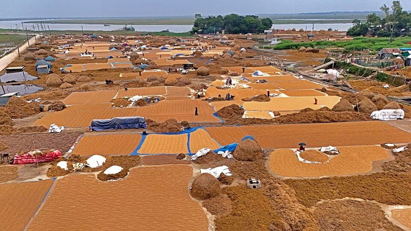 সরকার আমন ধান ও চাল ক্রয়মূল্য বৃদ্ধি করেছে