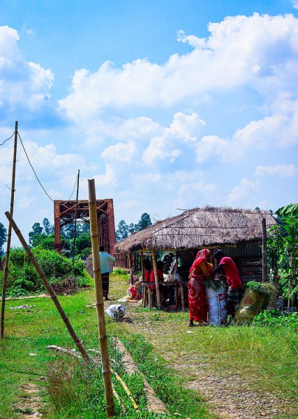 অনুকূল বৃষ্টিপাতের পর আমন ফসলে উত্তরাঞ্চলের কৃষকদের আশাবাদ