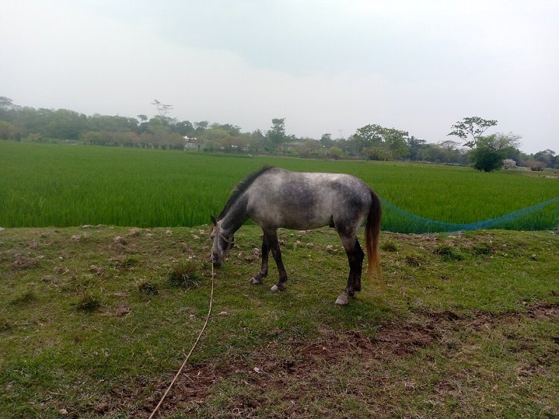 ব্রিটিশ কাউন্সিলের সিইও যুক্তরাজ্যের শিক্ষা সম্পর্ক জোরদার করতে রাজশাহী সফর করেন