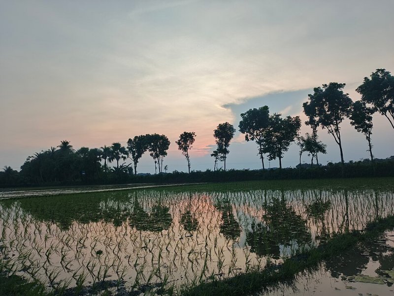 নতুন বন্যা-সহনশীল ধানের জাত হাওর অঞ্চলের কৃষকদের জন্য আশার আলো